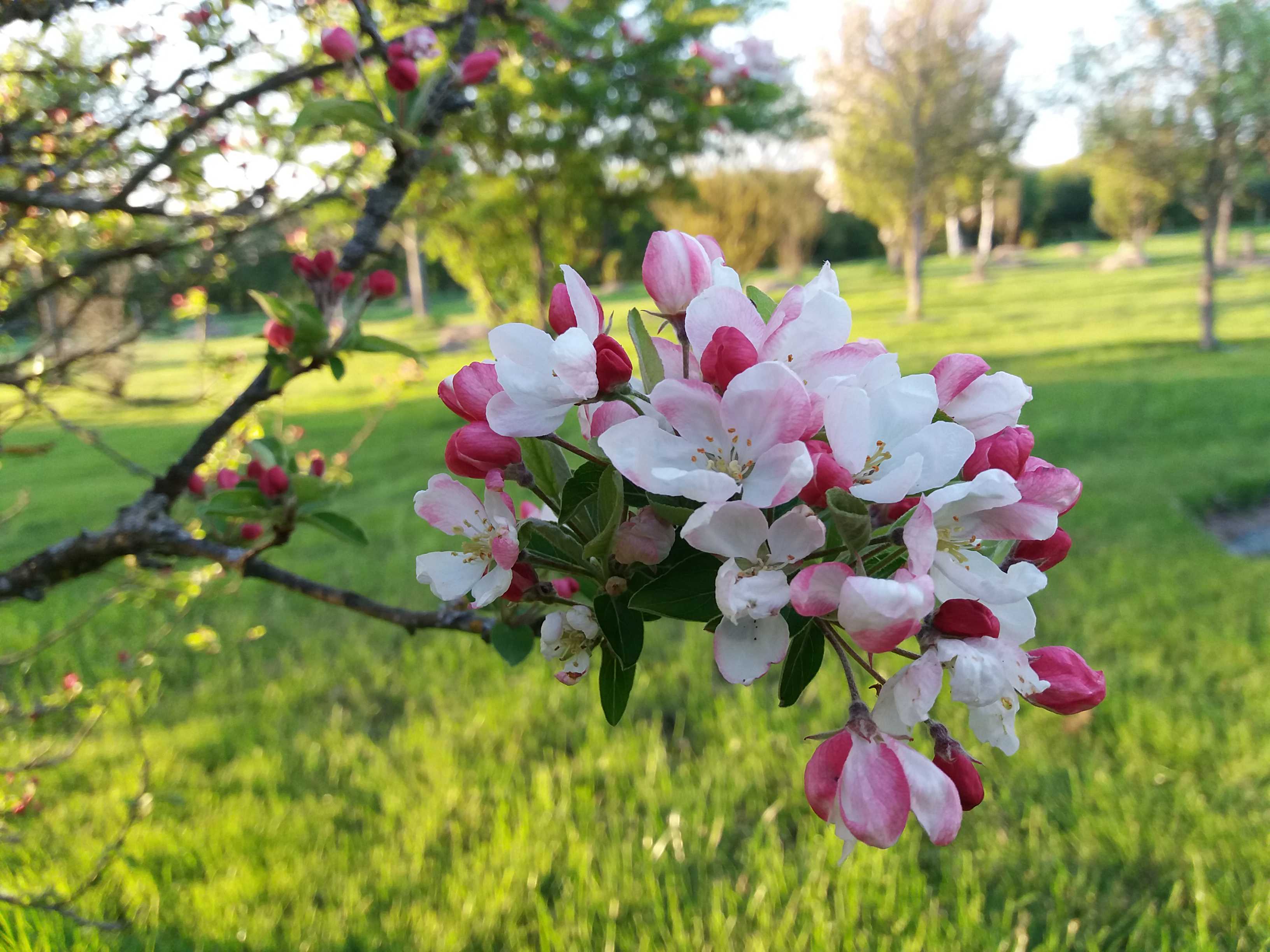 Un pommier en fleurs au mois d'avril