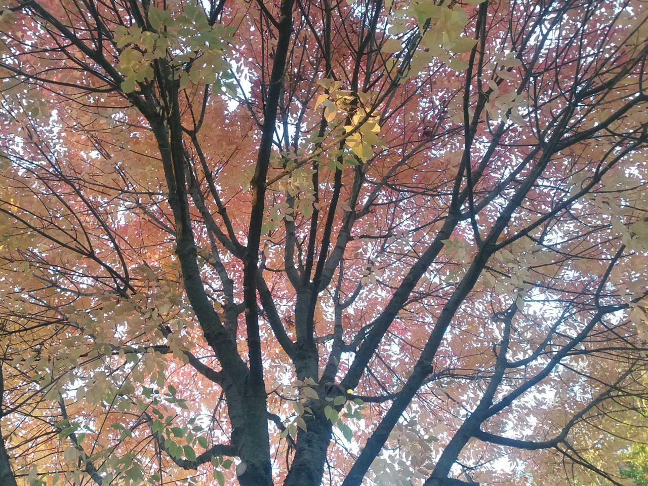 Septembre sous un frêne d'Amérique «Autumn Purple»