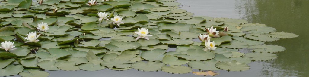 Pommier à fleur Nénuphars dans l'Étang moderne