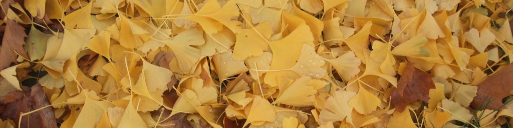 Gingko biloba, ou arbre aux quarante écus...