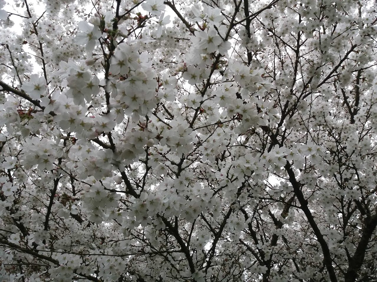 Voilà le printemps... et les cerisiers fleurissent.