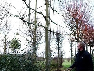 La formation d'un arbre palissé