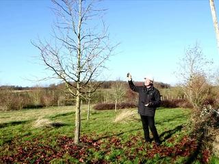 La formation d'un arbre en port semi-libre