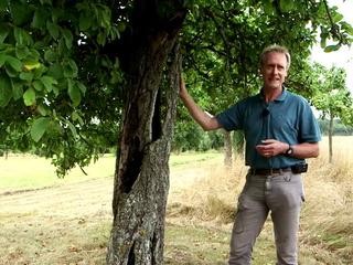 Les arbres creux et leur vitalité