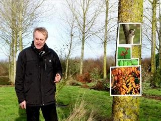 La période de taille des arbres