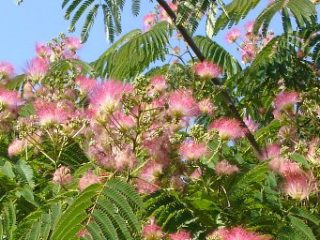 Septembre : les arbres d'ornement pour les petits jardins