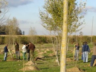 Novembre : choisir, planter et entretenir les arbres et arbustes