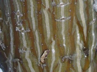 Décembre : les arbres en hiver