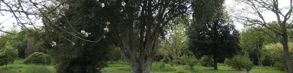 Les arbres face au changement climatique