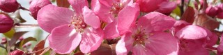 Avril : les arbres d'ornement à floraison printanière (pommiers, robiniers, etc.)
