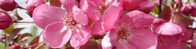 Pommier à fleurs