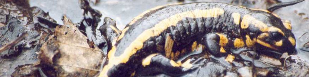 Une salamandre