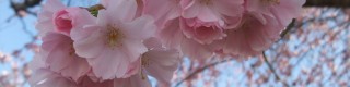 Mars : les arbres d'ornement à floraison printanière