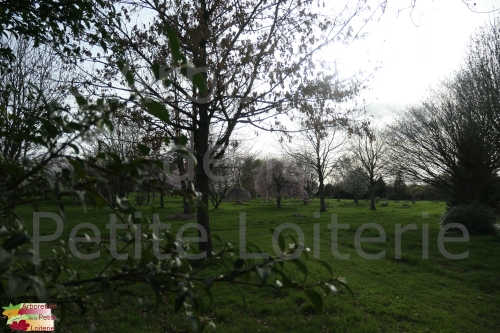Les cerisiers aperçus depuis la chênaie
