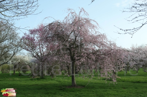 Prunus subhirtella 'Pendula Rubra'