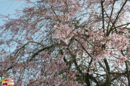 Prunus subhirtella 'Pendula Rubra'