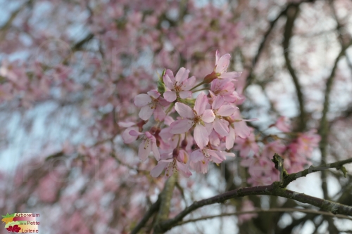 Prunus subhirtella 'Pendula Rubra'