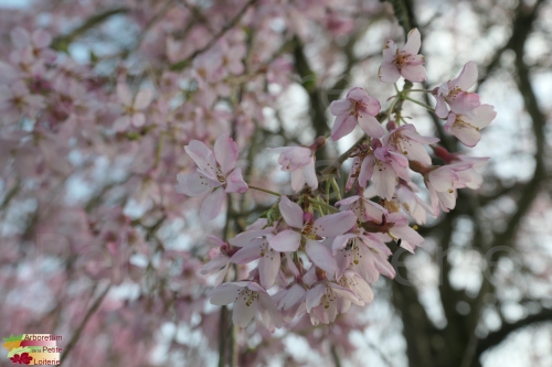 Prunus subhirtella 'Pendula Rubra'