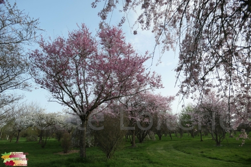Prunus subhirtella 'Rosy Cloud'