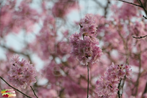 Prunus subhirtella 'Rosy Cloud'