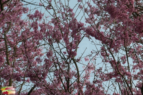 Prunus subhirtella 'Rosy Cloud'