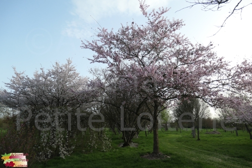 Prunus 'Accolade'