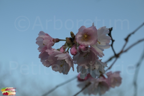 Prunus 'Accolade'