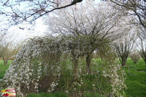 Prunus yedoensis (x) 'Shidare Yoshino'