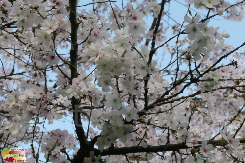 Prunus incisa 'The Bride'