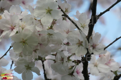 Prunus incisa 'The Bride'