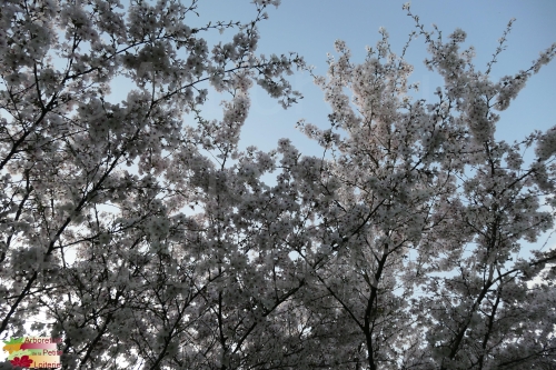 Prunus incisa 'The Bride'