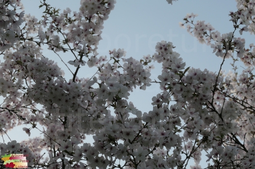 Prunus incisa 'The Bride'