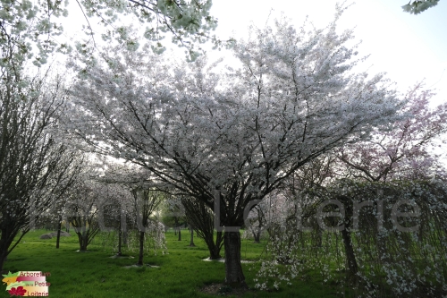 Prunus incisa 'The Bride'