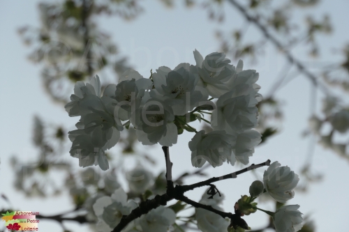 Prunus serrulata 'Shirotae'