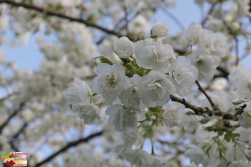 Prunus serrulata 'Shirotae'