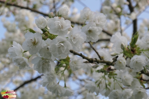 Prunus serrulata 'Shirotae'
