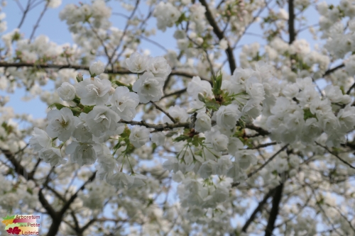 Prunus serrulata 'Shirotae'