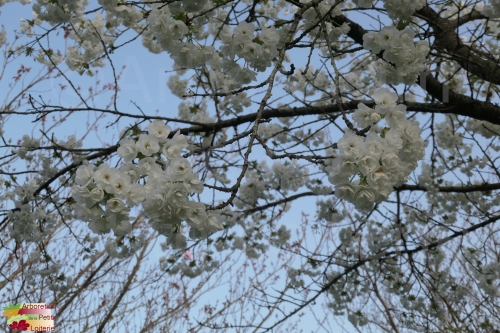 Prunus serrulata 'Shirotae'