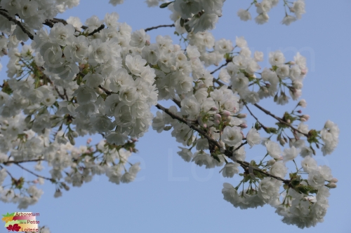 Prunus serrulata 'Shirotae'