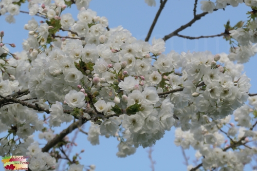 Prunus serrulata 'Shirotae'