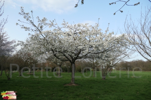 Prunus serrulata 'Shirotae'