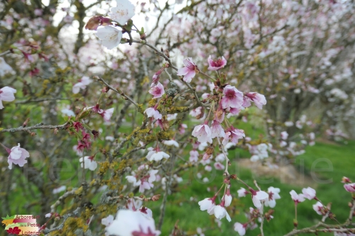 Prunus incisa 'Kojo No Mai'