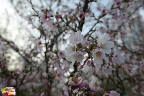 Prunus incisa 'Kojo No Mai'