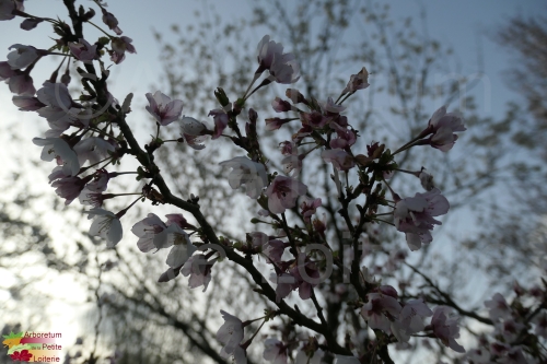 Prunus incisa 'Kojo No Mai'