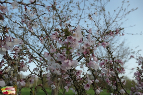Prunus incisa 'Kojo No Mai'