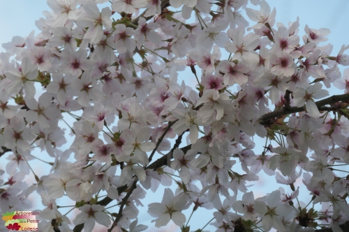 Prunus yedoensis (x)