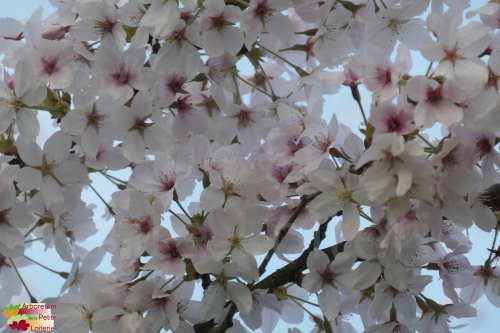 Prunus yedoensis (x)