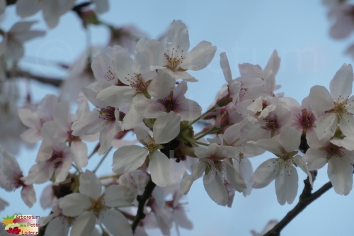 Prunus yedoensis (x)