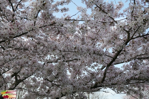 Prunus yedoensis (x)