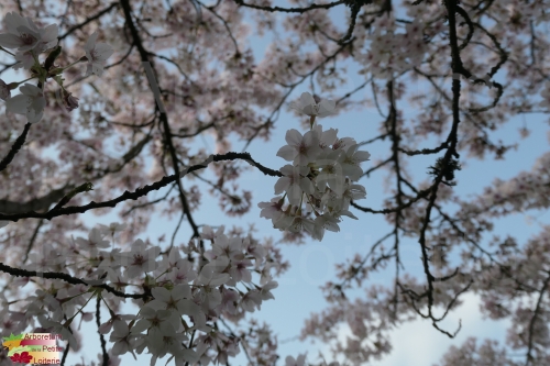 Prunus yedoensis (x)